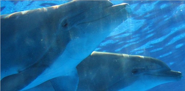 带着海豚在海上